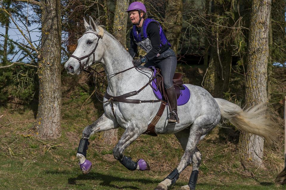Dansk Varmblod Venus - Fjelsted marts 2016 foto: Jimmy Leen Friis billede 3