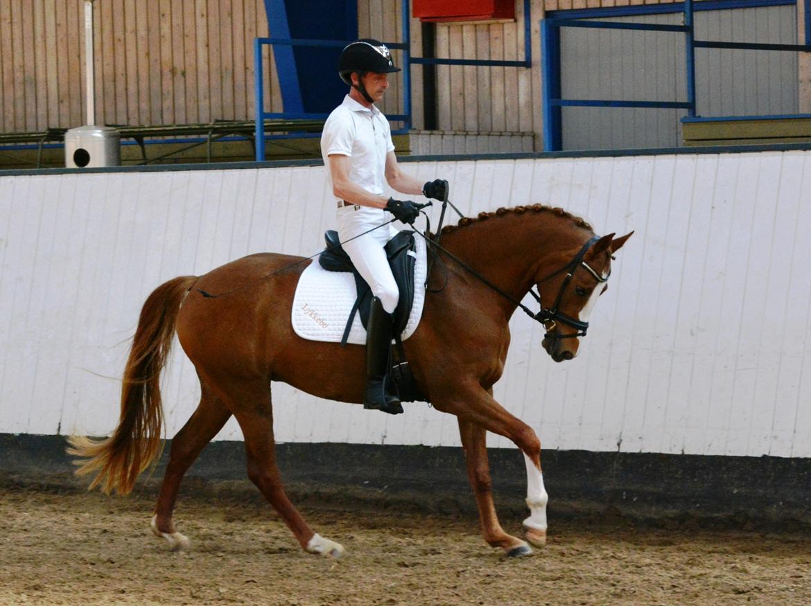 DSP Lykkebo Diva RSDH 708 - Stationsafprøvning 12.05.16 billede 1