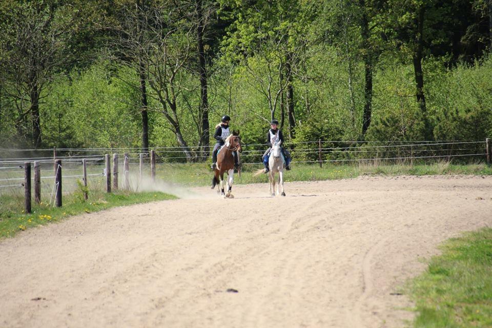 Arabisk fuldblod (OX) MA Faatina - Skive ridtet 2016. <3 gennemført og godkendt i 21 km billede 4