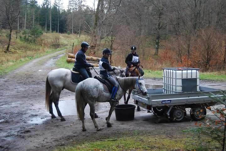 Arabisk fuldblod (OX) MA Faatina - Dronninglund Ridtet 2016. <3 gennemført og godkendt i 24 km, og under et sekund fra placering billede 15