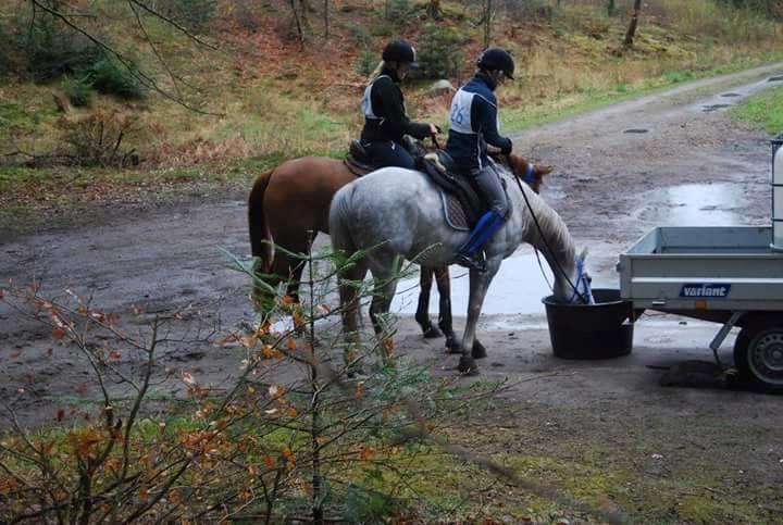 Arabisk fuldblod (OX) MA Faatina - Dronninglund Ridtet 2016. <3 gennemført og godkendt i 24 km, og under et sekund fra placering billede 18