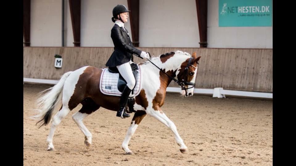 Pinto Svalebos Leonardo (B-pony) billede 16