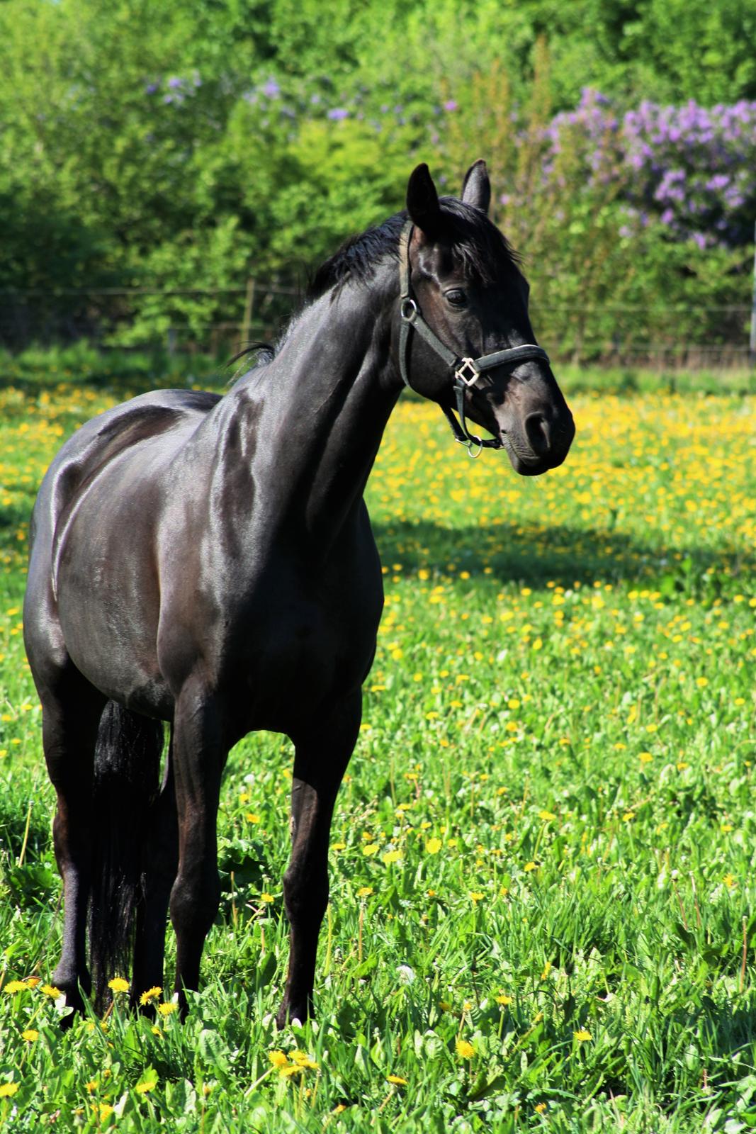 Trakehner Her Hershey Rimpler billede 15