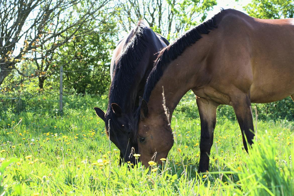 Trakehner Her Hershey Rimpler billede 16