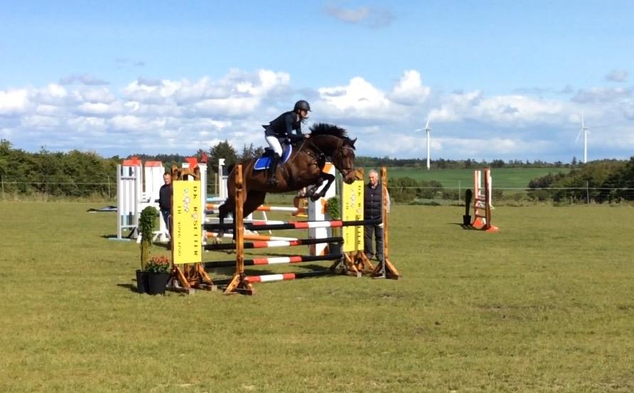 Dansk Varmblod Cille billede 18