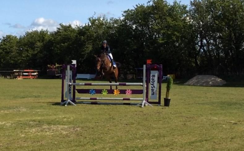 Dansk Varmblod Cille billede 20