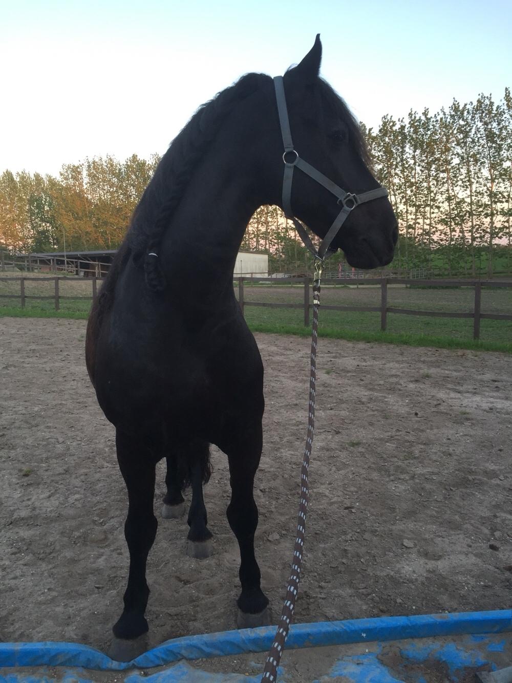 Frieser Jisk fan è Drifte billede 24