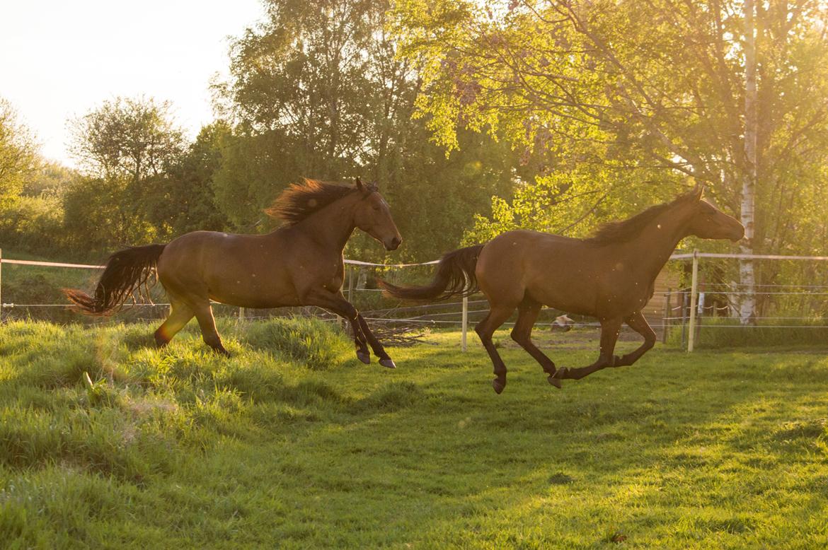 Anden særlig race Nylykke's Butterfly billede 4