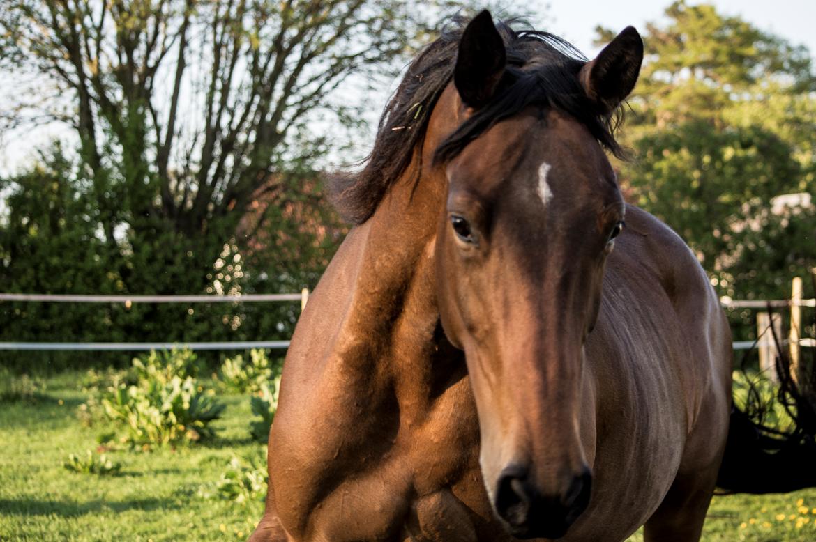 Anden særlig race Nylykke's Butterfly billede 1