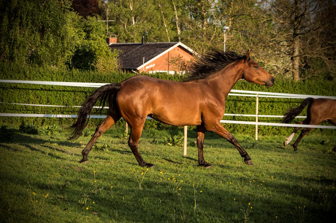 Anden særlig race Nylykke's Complete Girl billede 2