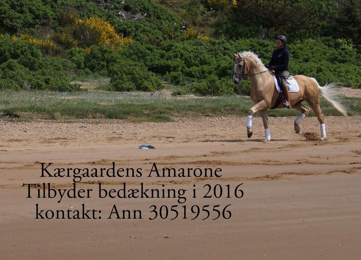 Palomino Kærgaardens Amarone billede 10