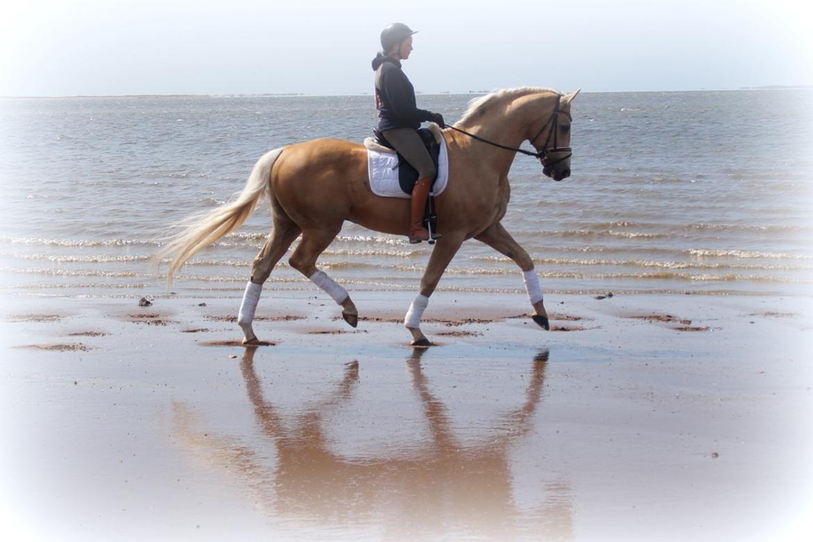 Palomino Kærgaardens Amarone billede 11