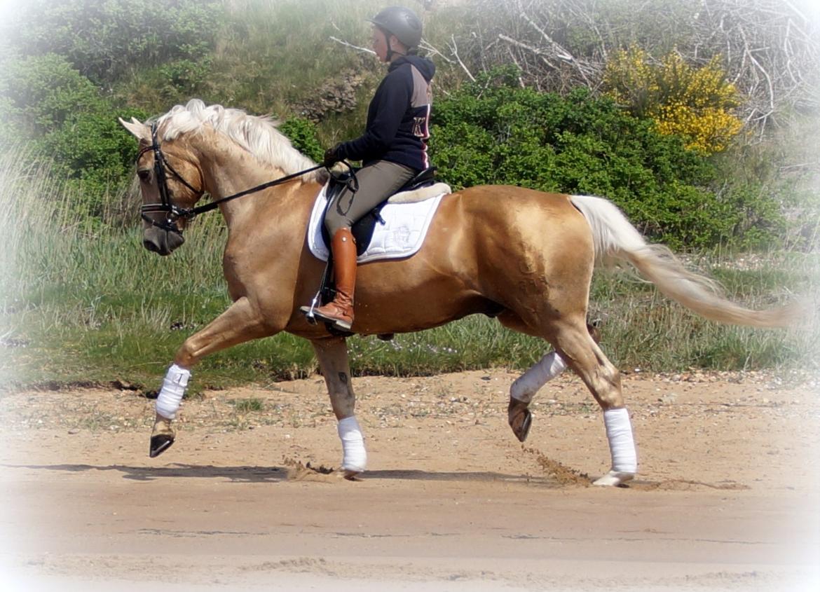 Palomino Kærgaardens Amarone billede 12