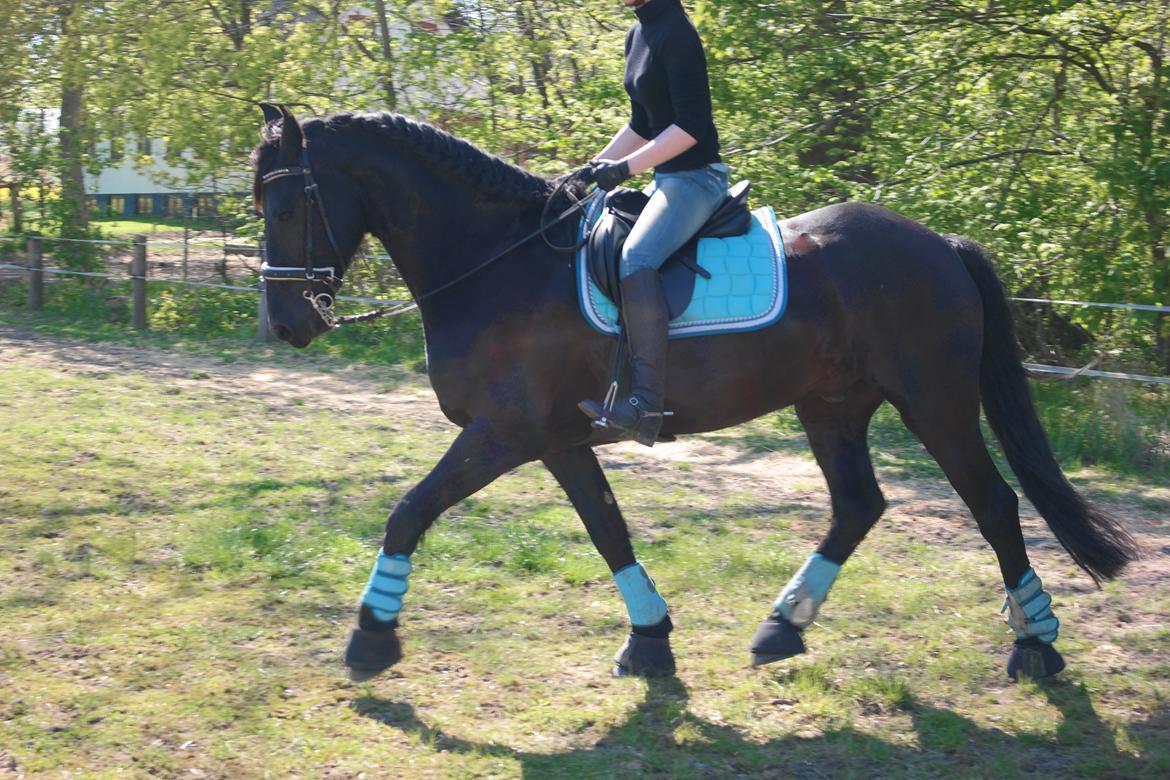 Frieser Rex (Part) billede 4