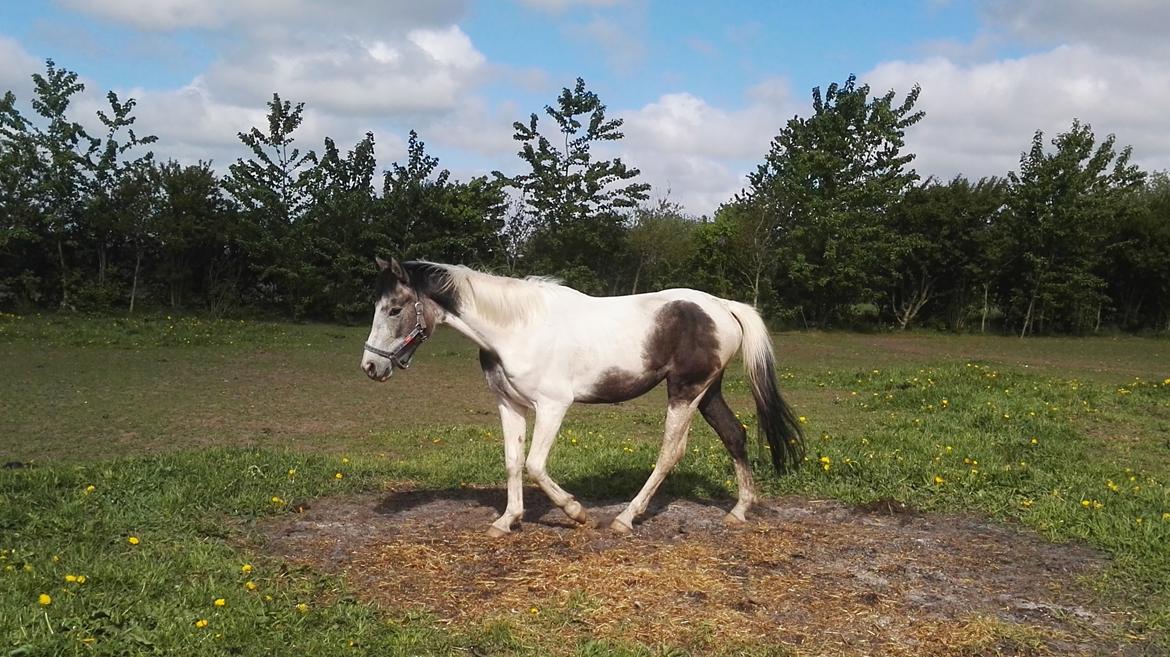 Anden særlig race Royal z´s i survived billede 1