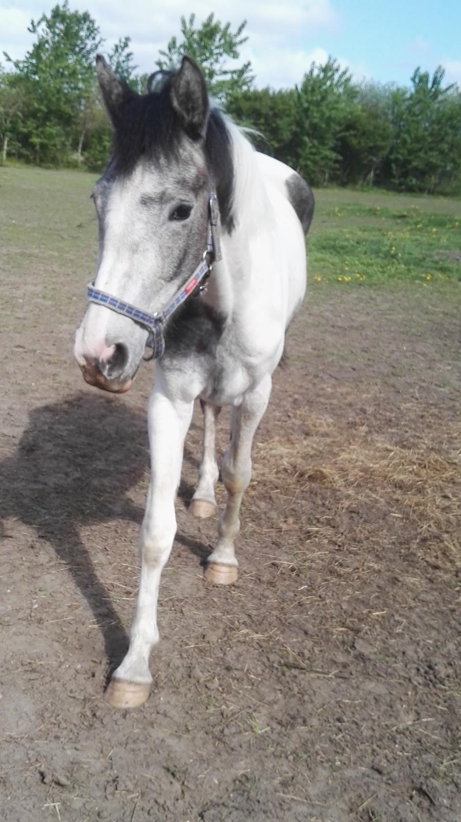 Anden særlig race Royal z´s i survived billede 2