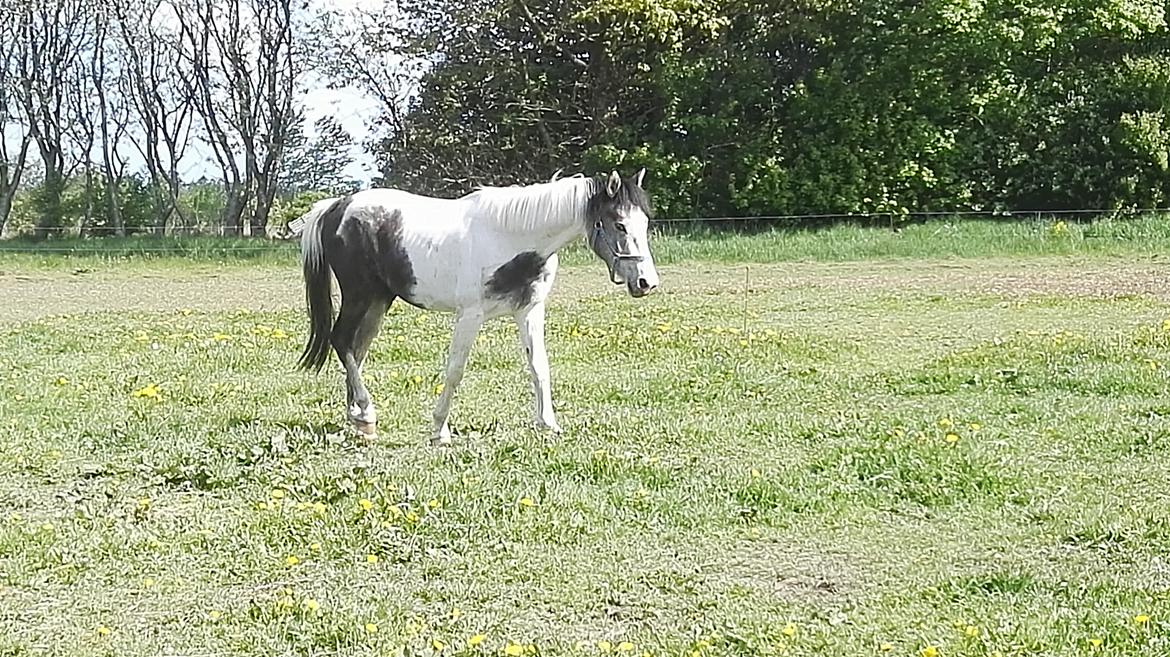 Anden særlig race Royal z´s i survived billede 3