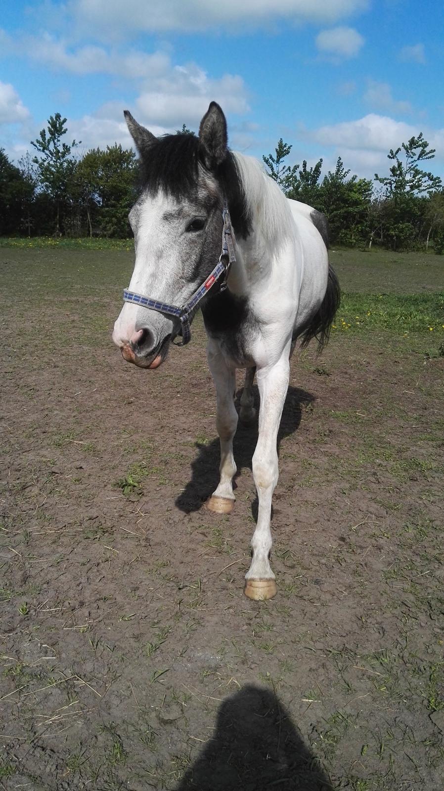 Anden særlig race Royal z´s i survived billede 5