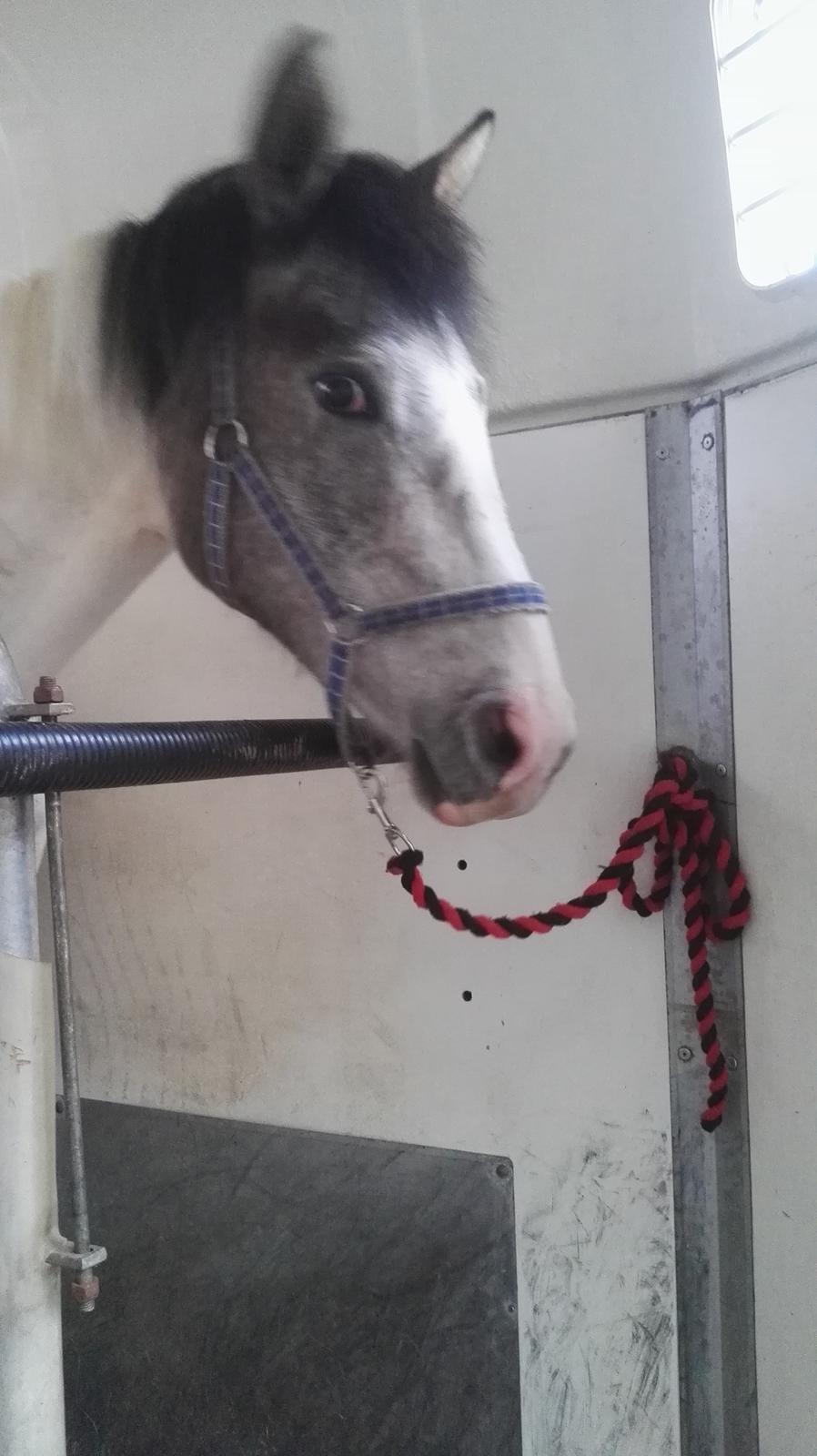 Anden særlig race Royal z´s i survived - På vej hjem til os i traileren - da vi hentede hende   billede 6