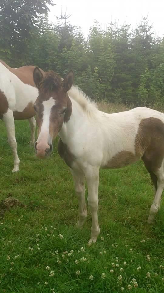 Anden særlig race Royal z´s i survived - Survived som føl <3 billede 4