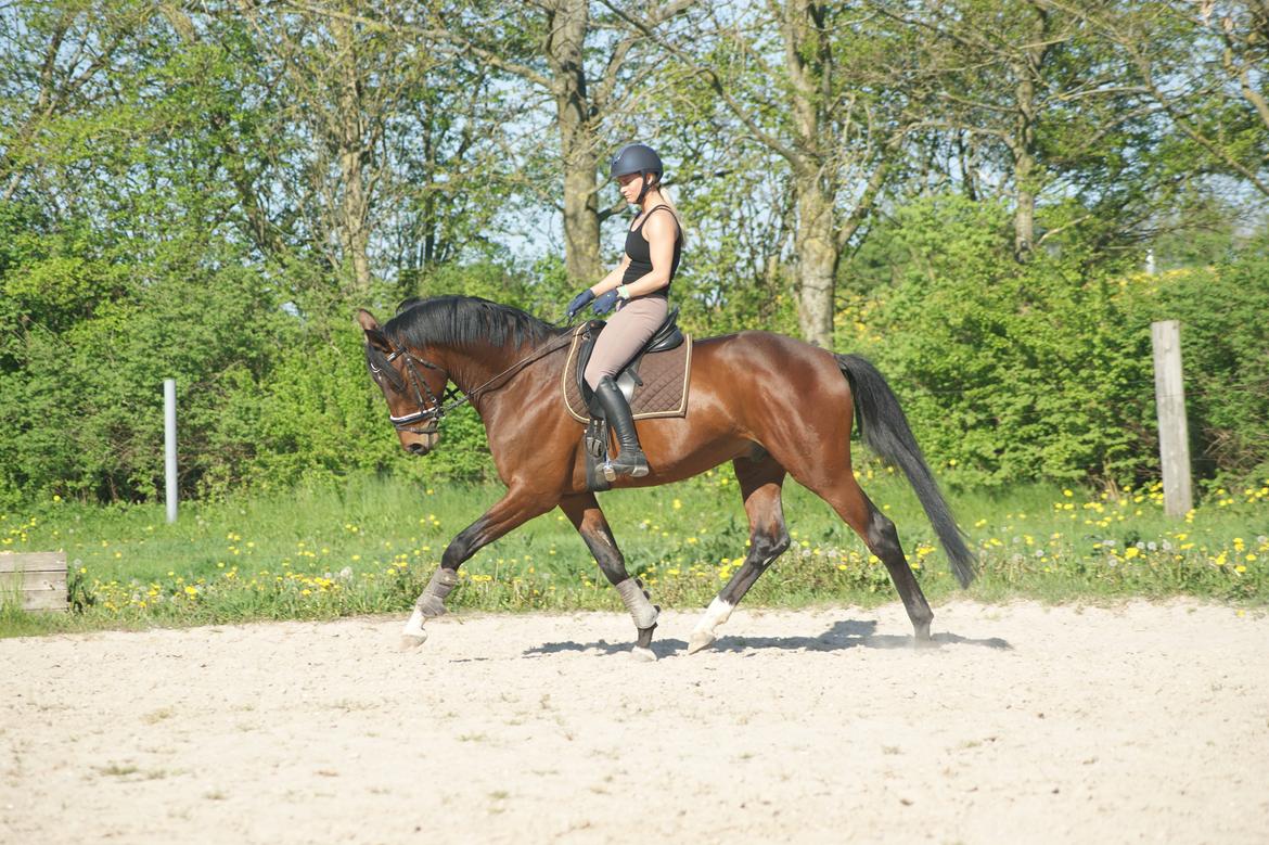 Trakehner Donaukansler billede 1