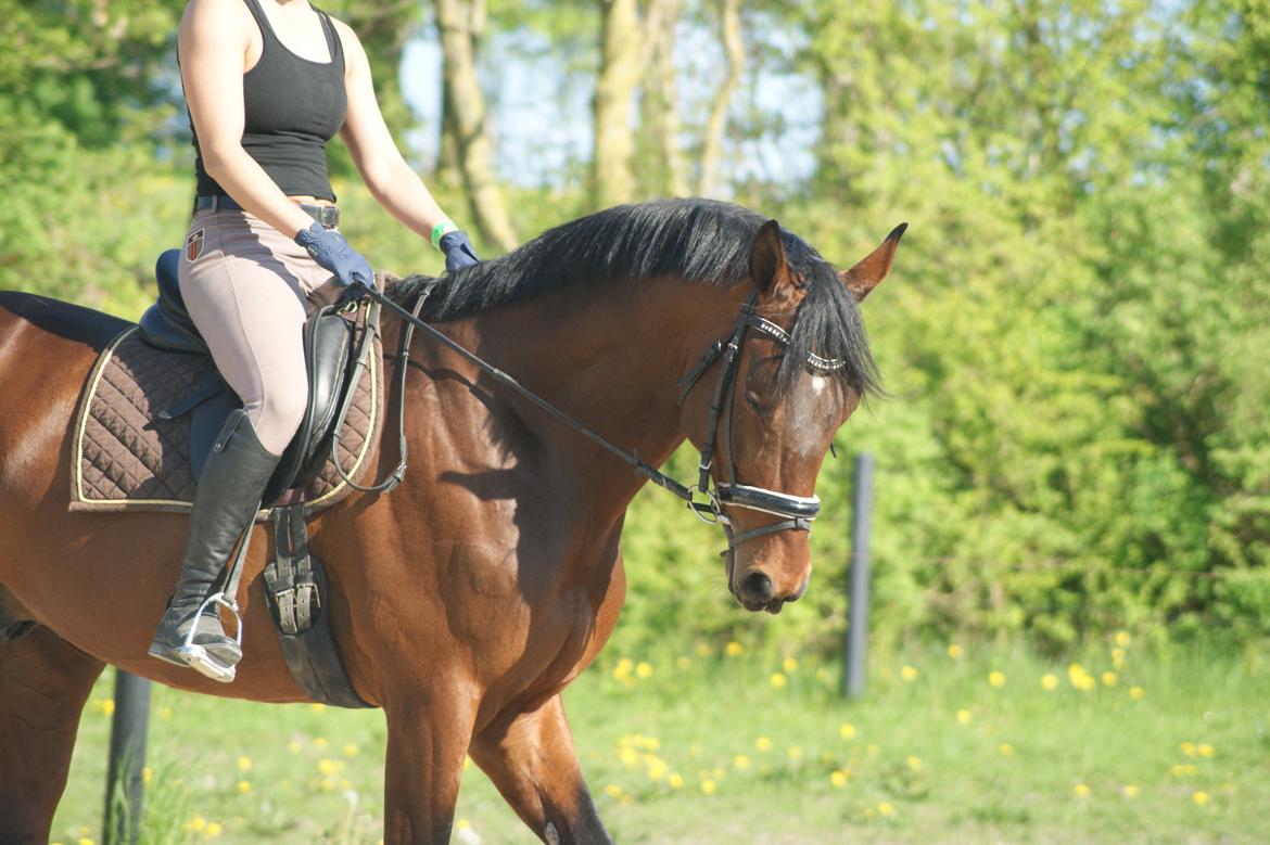 Trakehner Donaukansler billede 9