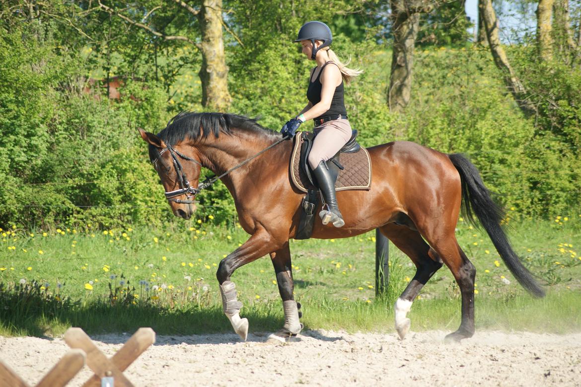 Trakehner Donaukansler billede 12