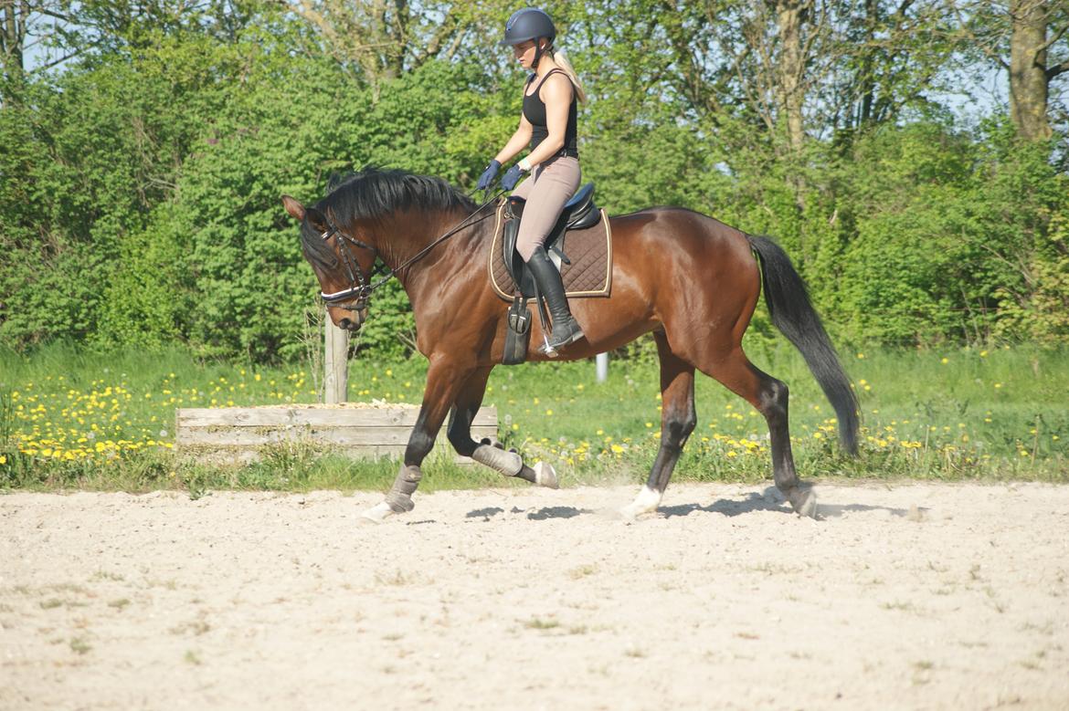 Trakehner Donaukansler billede 4