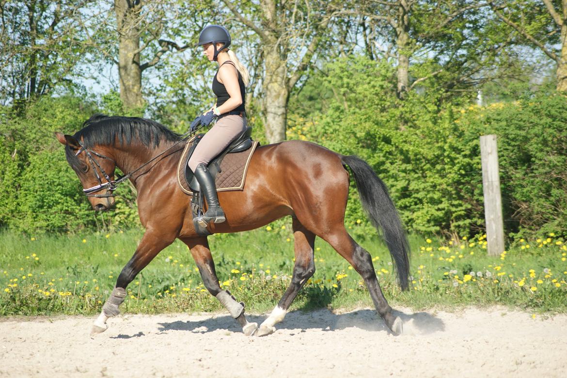 Trakehner Donaukansler billede 7