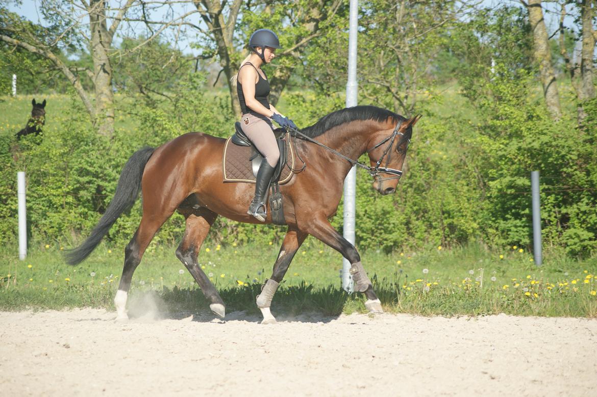 Trakehner Donaukansler billede 15