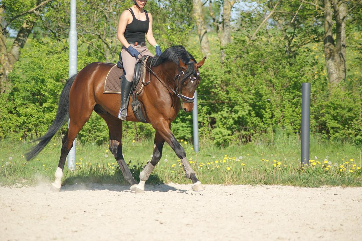 Trakehner Donaukansler billede 16