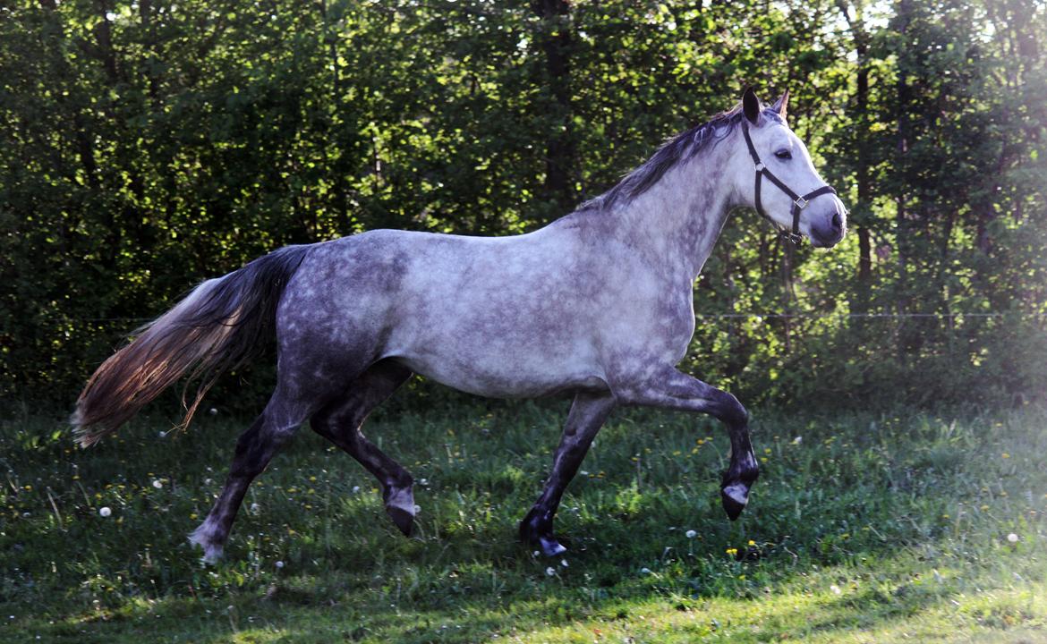 Dansk Varmblod Lambrié Vejen (Avlshoppe) - NYT: Den smukke dronning nyder forårs vejret <3 billede 17