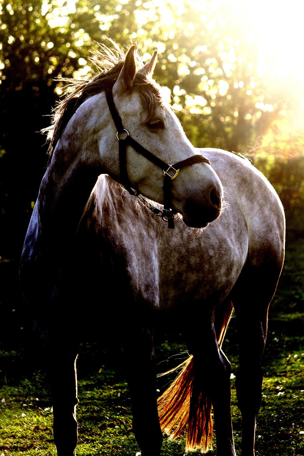 Dansk Varmblod Lambrié Vejen (Avlshoppe) - NYT: Så fantastisk smuk <3 billede 18