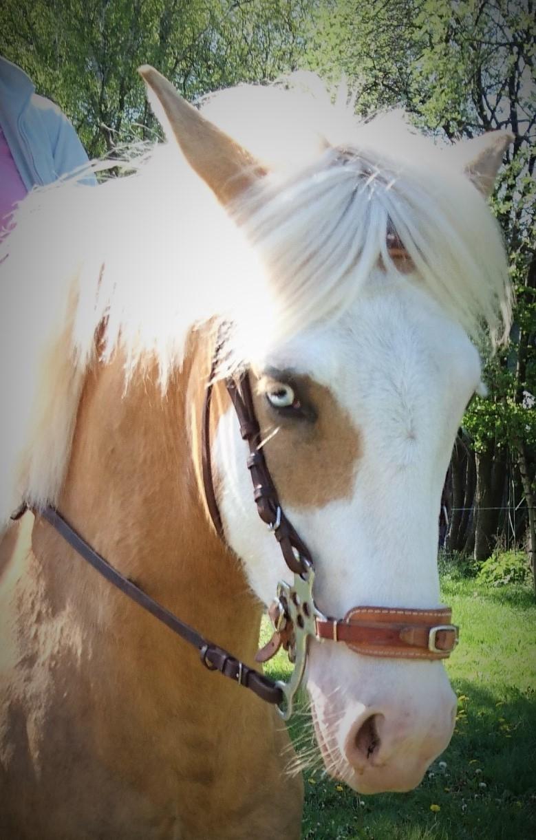 Palomino Golden Sunshine billede 21