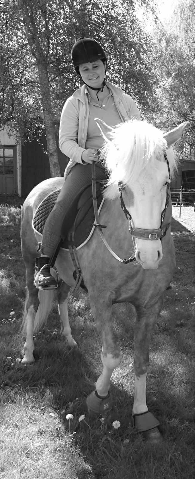 Palomino Golden Sunshine billede 22