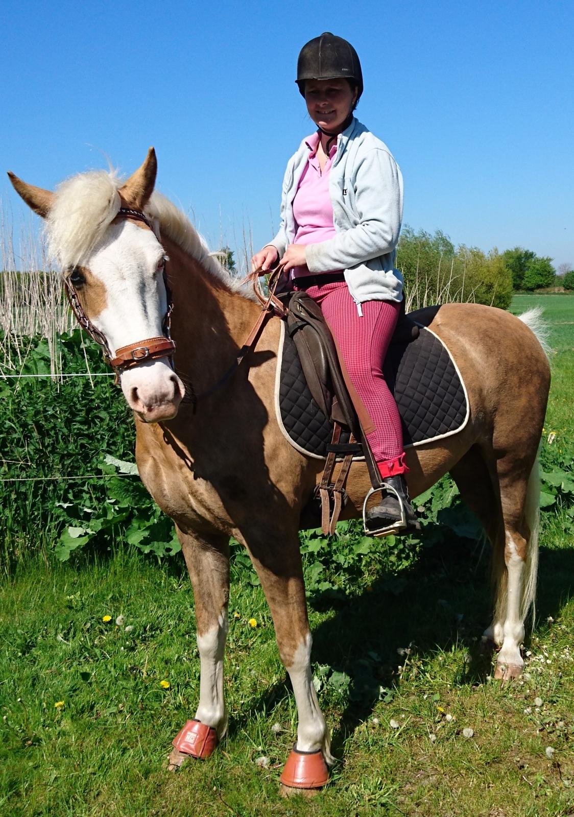 Palomino Golden Sunshine billede 23