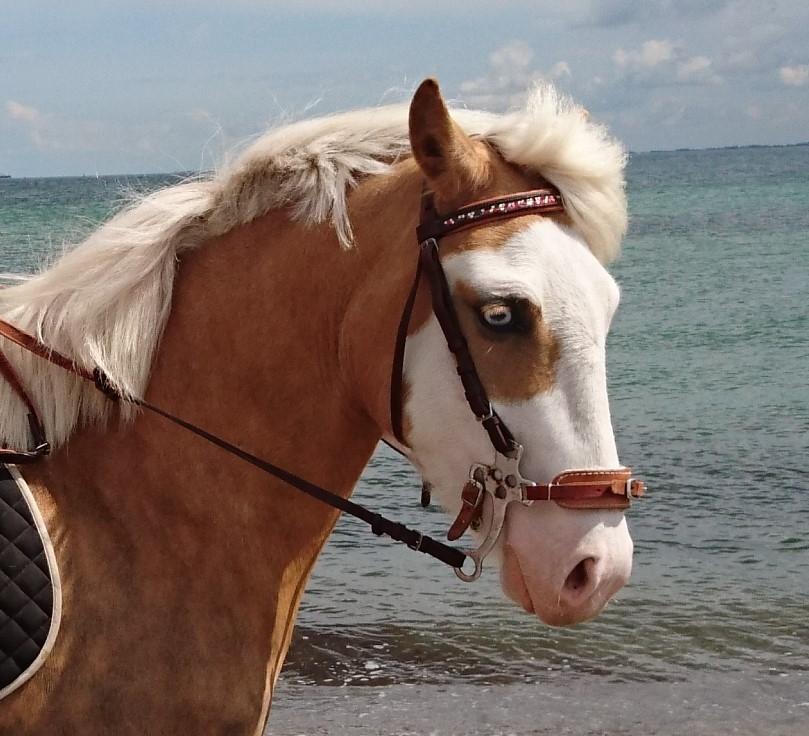 Palomino Golden Sunshine billede 25
