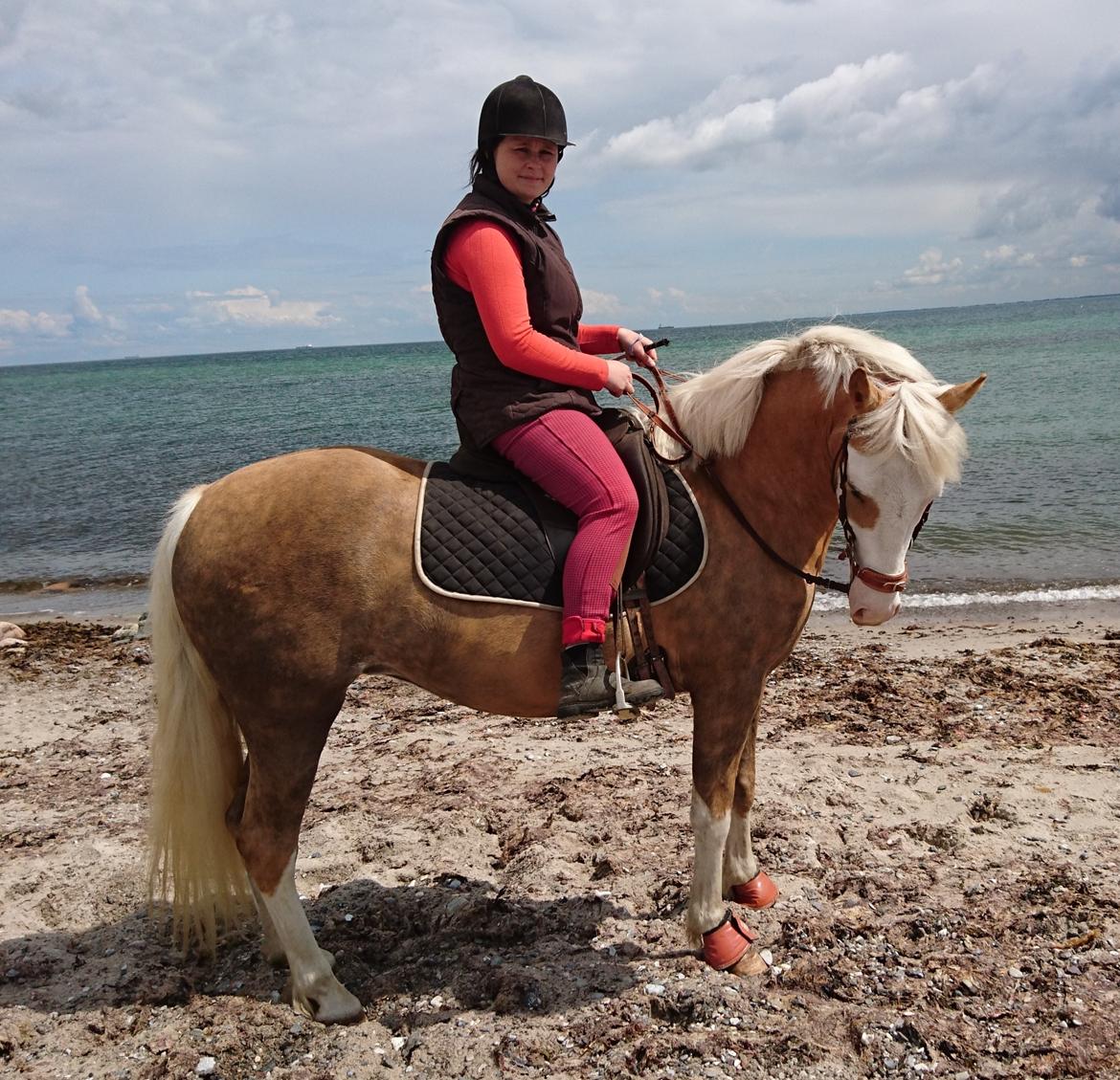 Palomino Golden Sunshine billede 26