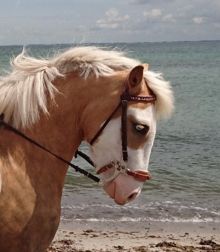 Palomino Golden Sunshine billede 27