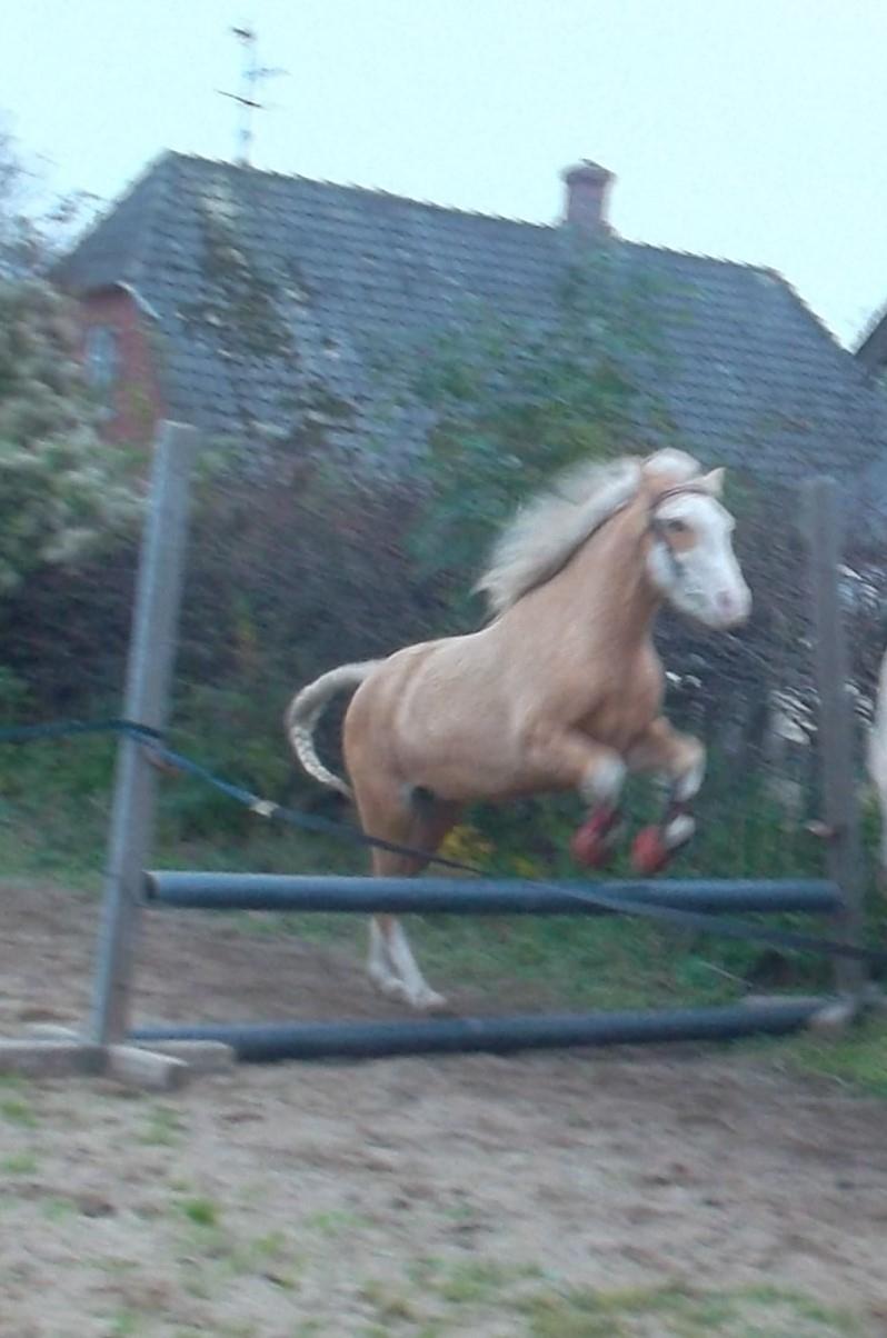 Palomino Golden Sunshine billede 29