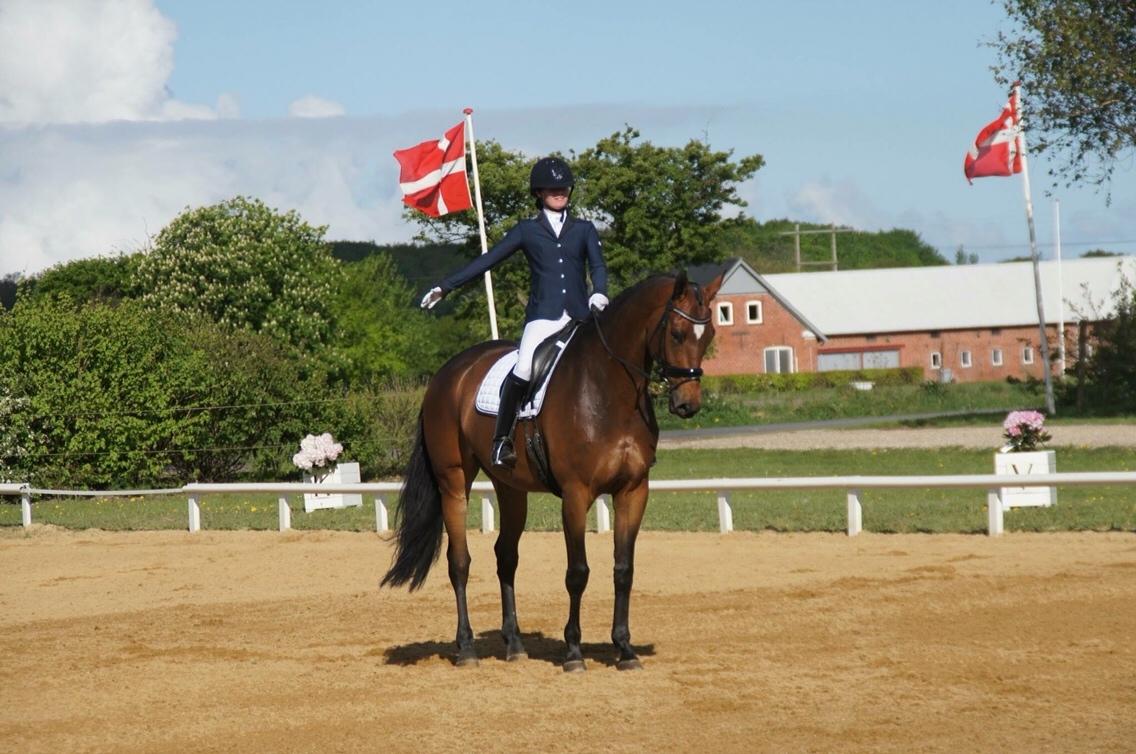 Dansk Varmblod Møgelmosegårds Happy Dancer billede 1