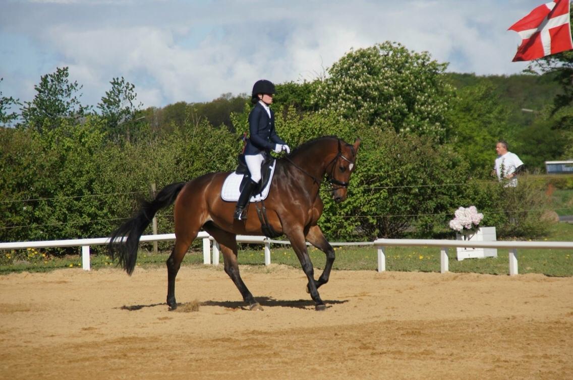 Dansk Varmblod Møgelmosegårds Happy Dancer billede 2