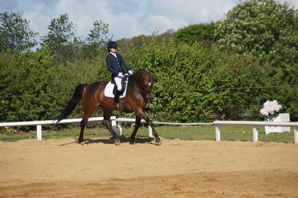 Dansk Varmblod Møgelmosegårds Happy Dancer billede 3