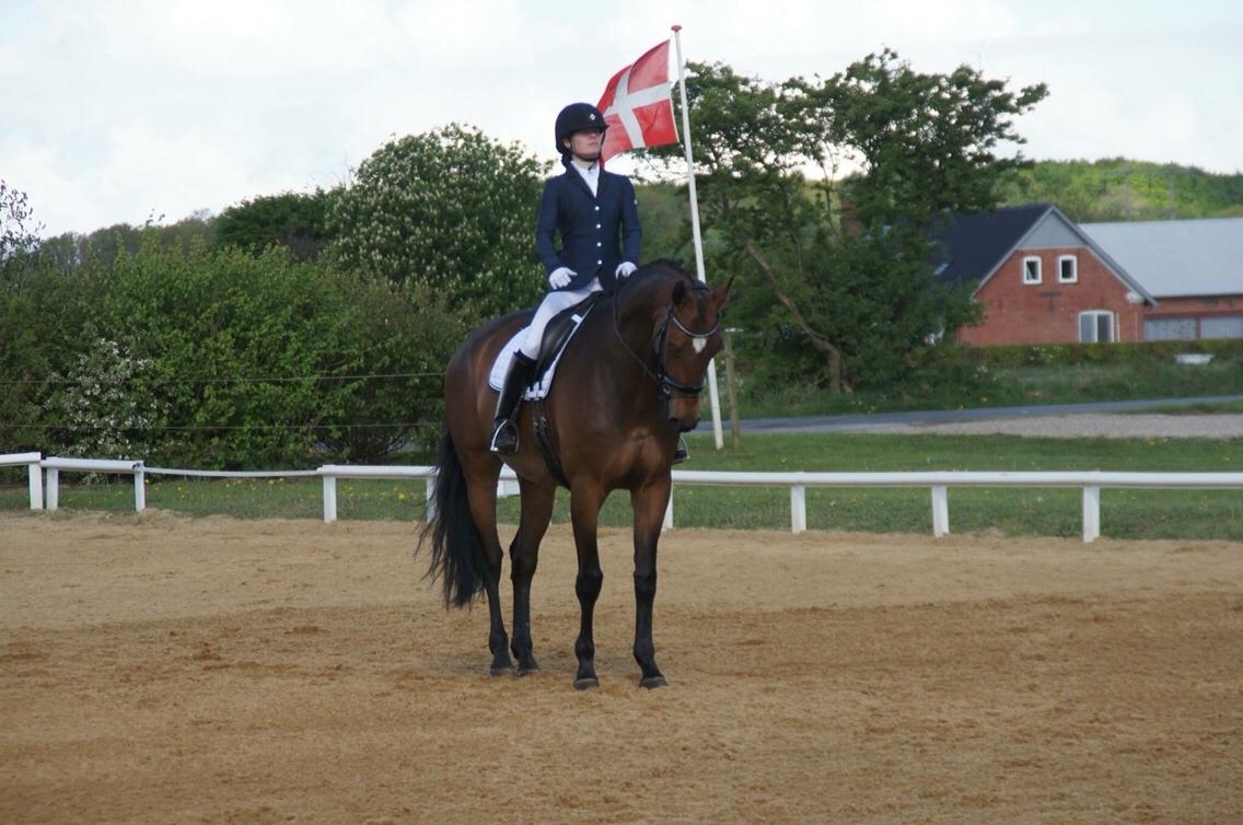 Dansk Varmblod Møgelmosegårds Happy Dancer billede 4