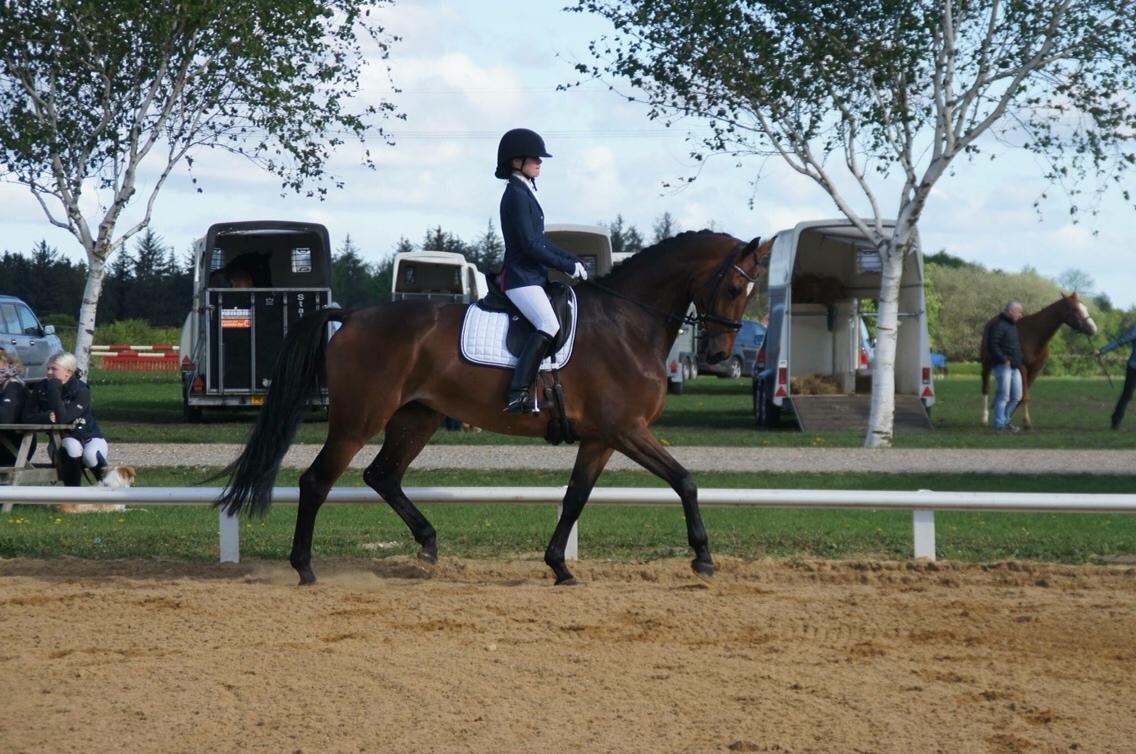 Dansk Varmblod Møgelmosegårds Happy Dancer billede 5