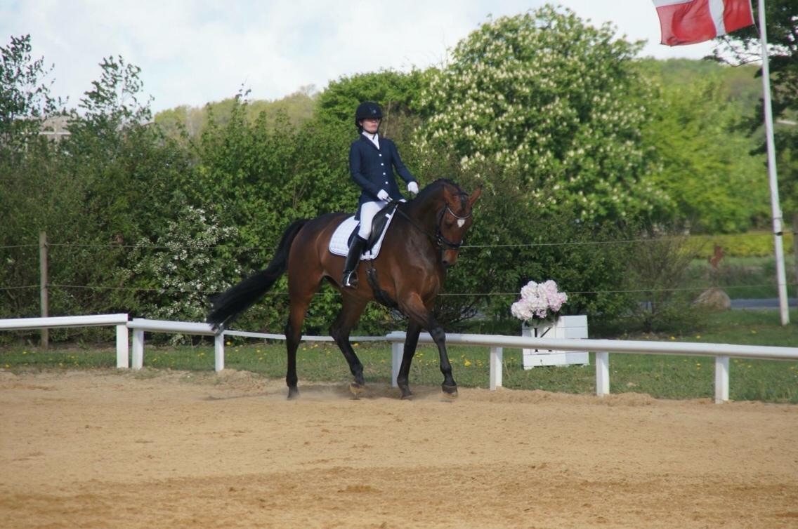 Dansk Varmblod Møgelmosegårds Happy Dancer billede 7