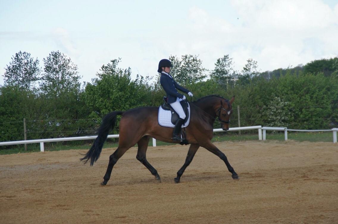 Dansk Varmblod Møgelmosegårds Happy Dancer billede 8