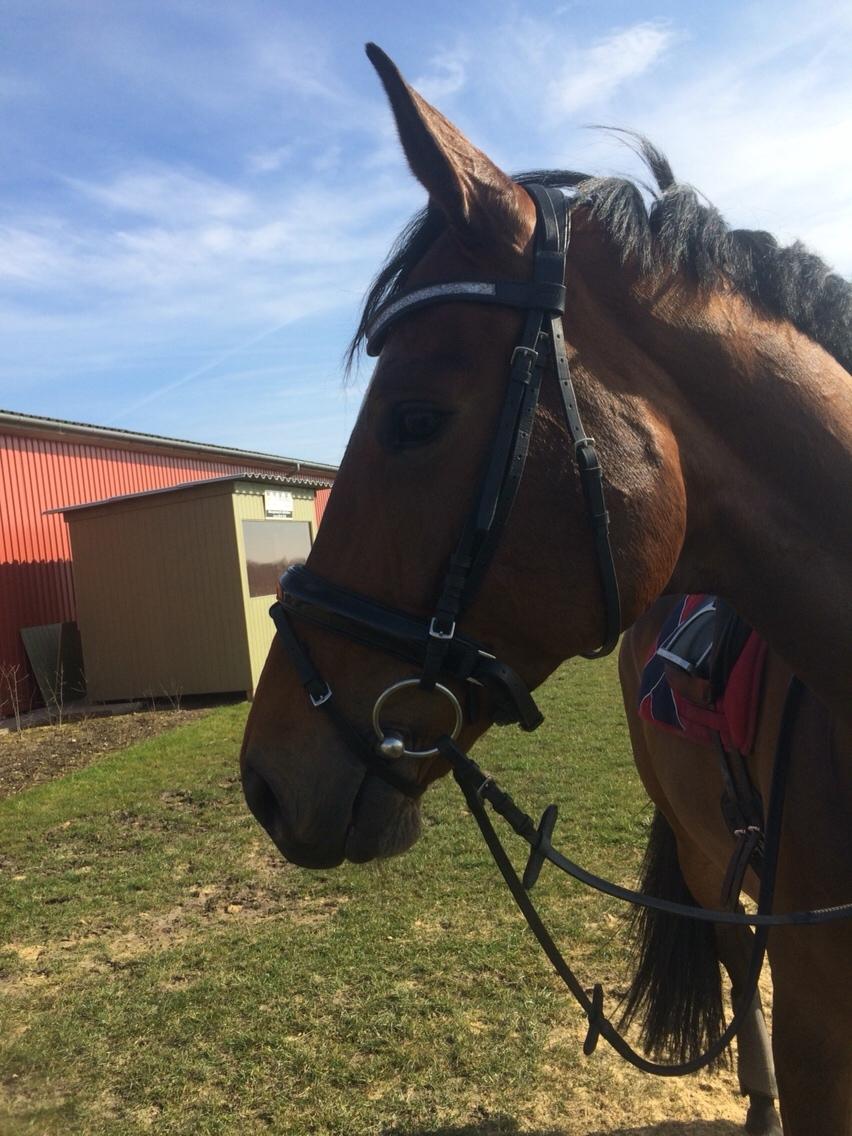 Dansk Varmblod Møgelmosegårds Happy Dancer billede 10