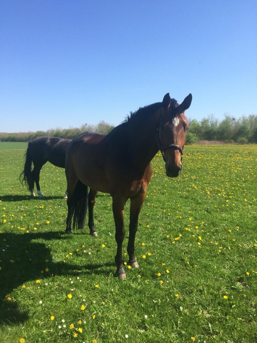 Dansk Varmblod Møgelmosegårds Happy Dancer billede 9