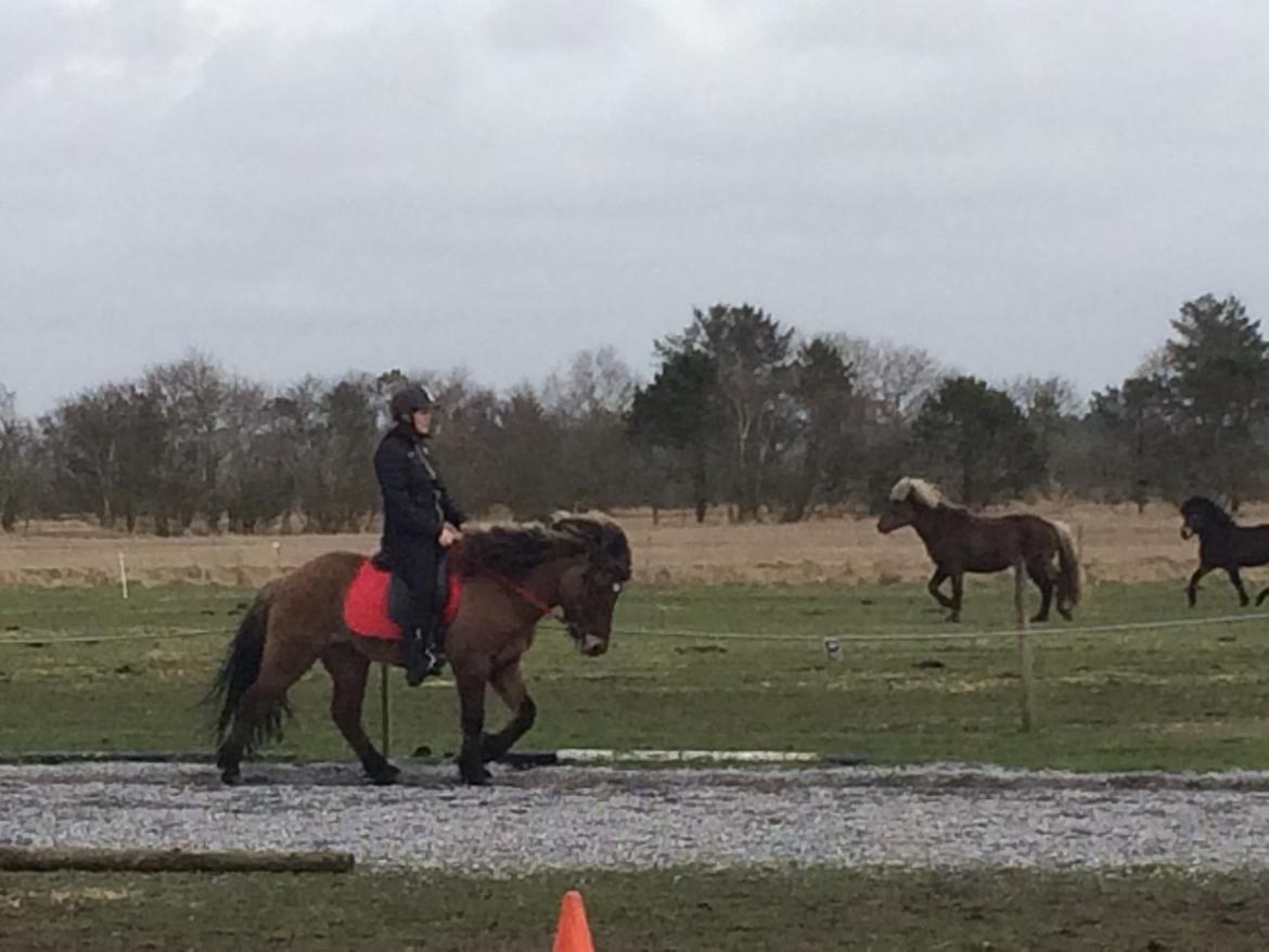 Islænder Magnus billede 19